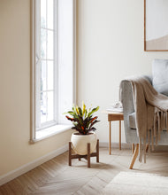 Load image into Gallery viewer, Shiny EggWhite stand:walnut