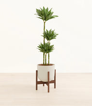 Load image into Gallery viewer, Natural Bamboo stand:walnut