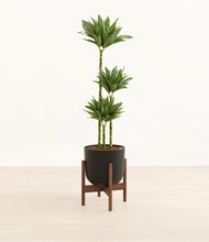 Load image into Gallery viewer, Stone Black stand:walnut