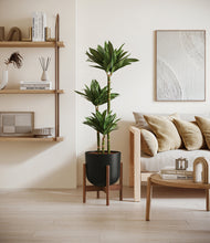 Load image into Gallery viewer, Stone Black stand:walnut