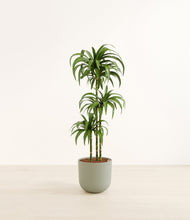 Load image into Gallery viewer, Sage Green*****Profile