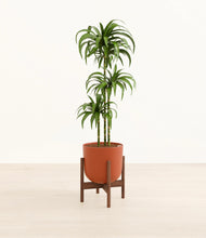 Load image into Gallery viewer, Earth Red stand:walnut