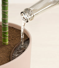 Load image into Gallery viewer, Sandy Pink stand:all