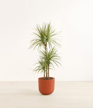 Load image into Gallery viewer, Earth Red*****Profile