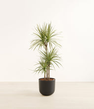 Load image into Gallery viewer, Stone Black*****Profile