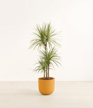 Load image into Gallery viewer, Sunset Orange*****Profile