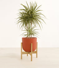 Load image into Gallery viewer, Earth Red stand:bamboo