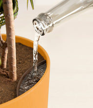 Load image into Gallery viewer, Sunset Orange stand:all