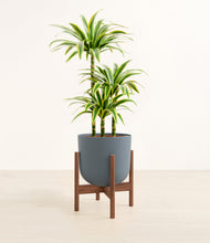 Load image into Gallery viewer, Iron Gray stand:walnut