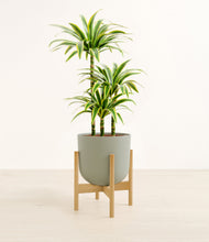 Load image into Gallery viewer, Sage Green stand:bamboo