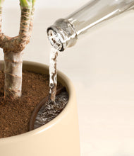 Load image into Gallery viewer, Misty Morning