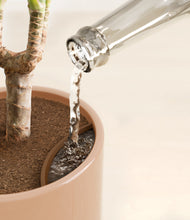 Load image into Gallery viewer, Peach Blossom