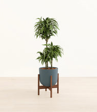 Load image into Gallery viewer, Iron Gray stand:walnut