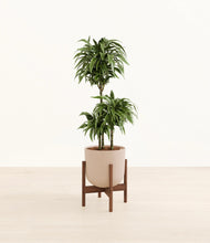 Load image into Gallery viewer, Sandy Pink stand:walnut