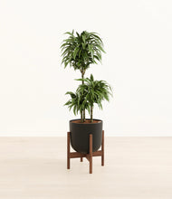 Load image into Gallery viewer, Stone Black stand:walnut