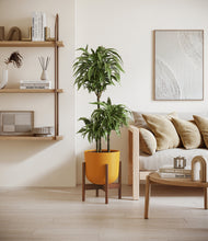 Load image into Gallery viewer, Sunset Orange stand:walnut