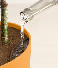 Load image into Gallery viewer, Sunset Orange stand:all