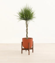 Load image into Gallery viewer, Earth Red stand:walnut