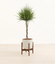 Load image into Gallery viewer, Natural Bamboo stand:walnut