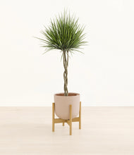 Load image into Gallery viewer, Sandy Pink stand:bamboo