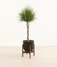 Load image into Gallery viewer, Stone Black stand:walnut