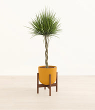 Load image into Gallery viewer, Susnet Orange stand:walnut