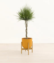 Load image into Gallery viewer, Susnet Orange stand:bamboo