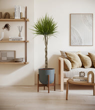 Load image into Gallery viewer, Iron Gray stand:walnut