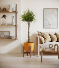 Load image into Gallery viewer, Sunset Orange stand:walnut