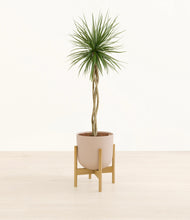 Load image into Gallery viewer, Sandy Pink stand:bamboo