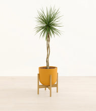 Load image into Gallery viewer, Sunset Orange stand:bamboo