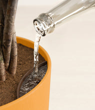 Load image into Gallery viewer, Sunset Orange