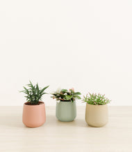 Load image into Gallery viewer, Lily Pad*****Profile