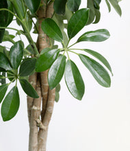 Load image into Gallery viewer, ALL