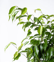 Load image into Gallery viewer, ALL