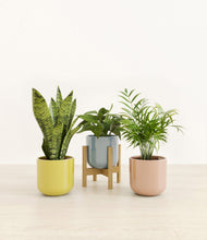 Load image into Gallery viewer, Pixie Petals stand:one_stand