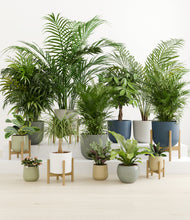 Load image into Gallery viewer, Earthy stand:five_stands