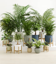 Load image into Gallery viewer, Earthy stand:eight_stands