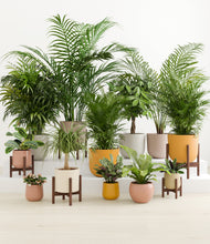 Load image into Gallery viewer, Evening Sky stand:five_stands