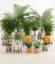 Load image into Gallery viewer, Evening Sky stand:eight_stands