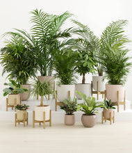 Load image into Gallery viewer, Sandy stand:eight_stands