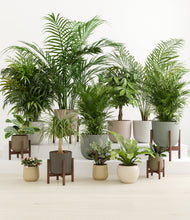 Load image into Gallery viewer, Woodland stand:five_stands