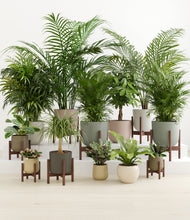 Load image into Gallery viewer, Woodland stand:eight_stands