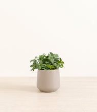 Load image into Gallery viewer, Eternal Gray*****Profile