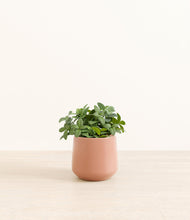 Load image into Gallery viewer, Calm Rose*****Profile