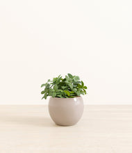 Load image into Gallery viewer, Desert Brown*****Profile