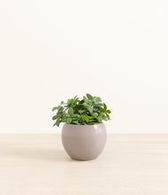 Load image into Gallery viewer, Winter Clouds*****Profile