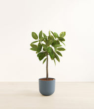 Load image into Gallery viewer, Iron Gray*****Profile