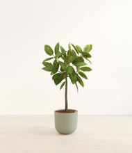 Load image into Gallery viewer, Sage Green*****Profile