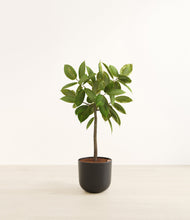 Load image into Gallery viewer, Stone Black*****Profile